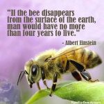 Why did 37 Million bees die in Canada?