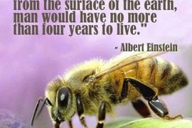 Why did 37 Million bees die in Canada?