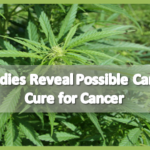 16 Studies Reveal Possible Cannabis Cure for Cancer