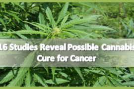 16 Studies Reveal Possible Cannabis Cure for Cancer