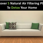 Discover 5 Natural Air Filtering Plants To Detox Your Home