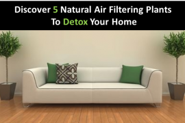 Discover 5 Natural Air Filtering Plants To Detox Your Home