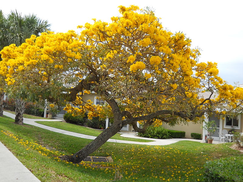 File:Tabebuia caraiba.JPG