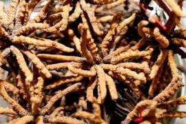 Amazing Discovery - Potent Herb Heals COPD, Adrenal Fatigue, Cancer, Immune Dysfunction and More
