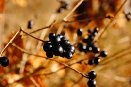 Remarkable study show blueberries reduce blood pressure better than pharmaceuticals.