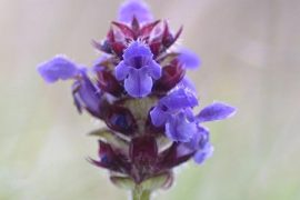 The Amazing Health Benefits of SELF-HEAL Medicinal Herb