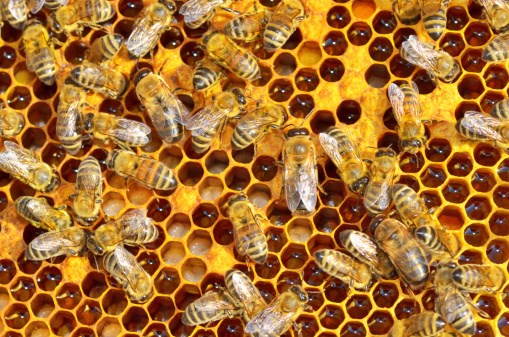 Bee Bacteria a Promising Antibiotic, Even Against MRSA