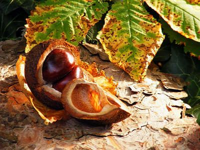 horse chestnut seeds