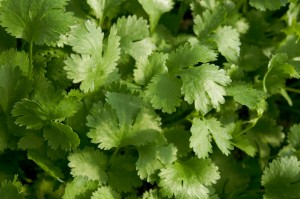 Coriander