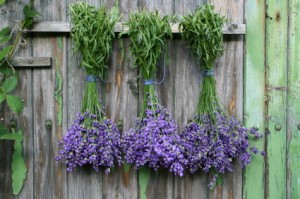 lavender