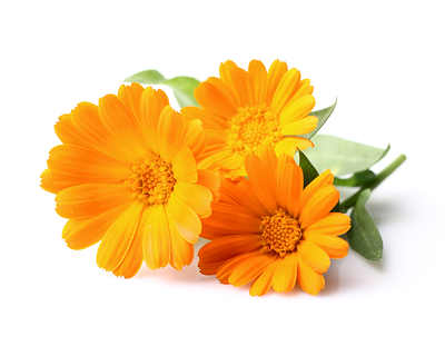 marigold flowers
