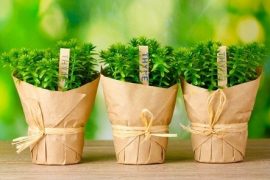 The Extraordinary Health Benefits of Thyme