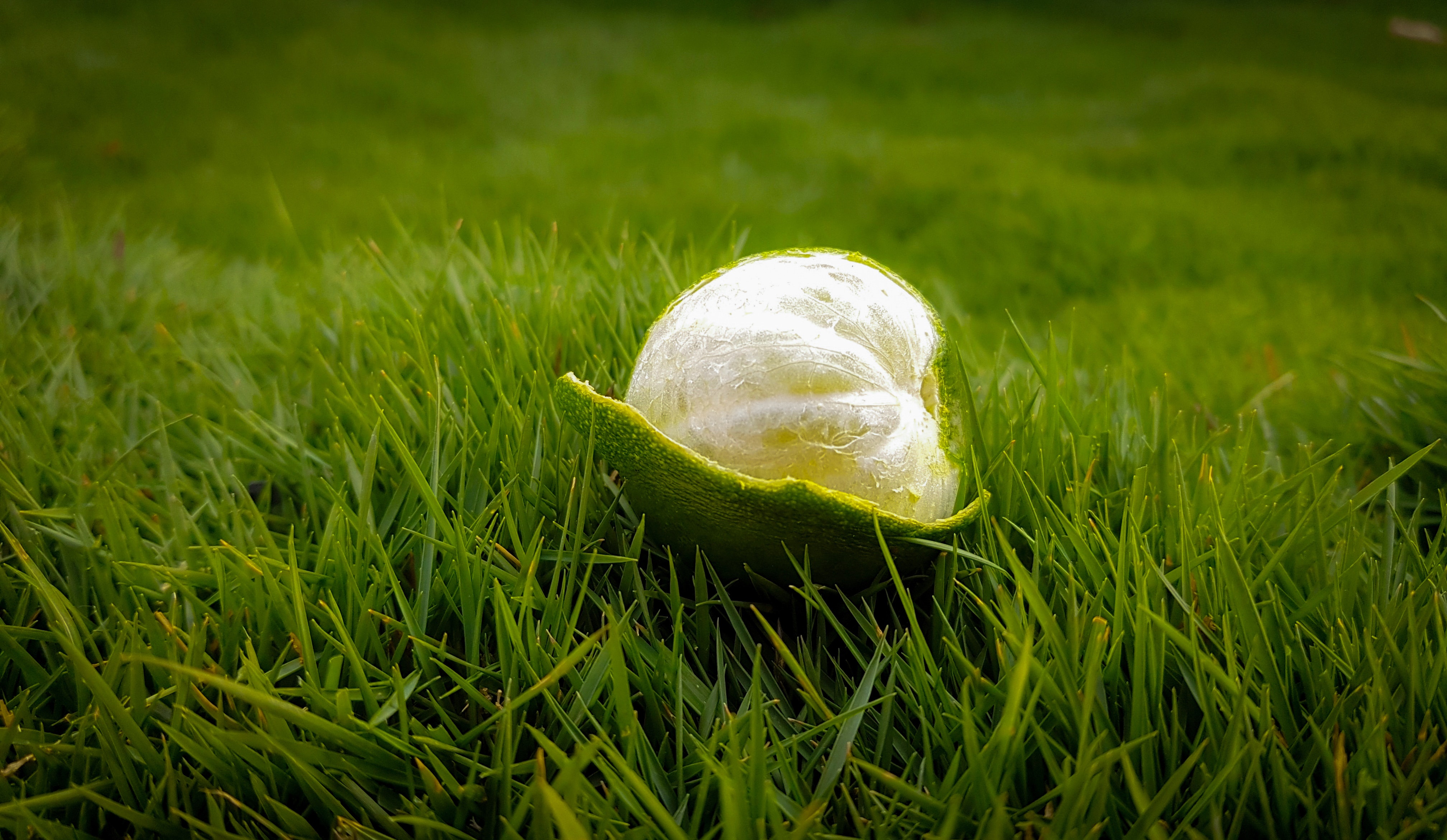 Lemon Peel