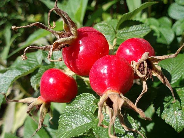 Benefits Of Rosehips