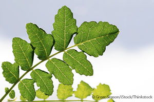 frankincense bowsellia leaf