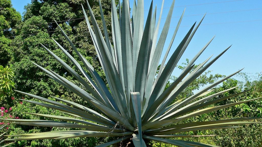 10 SHOCKING REASONS TO DRINK TEQUILA