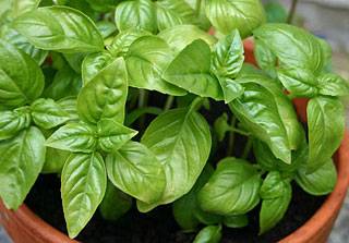 Basil repels houseflies