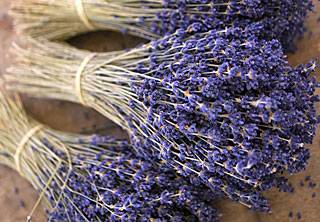 Lavender bouquets repel fleas, flies and other biting insects