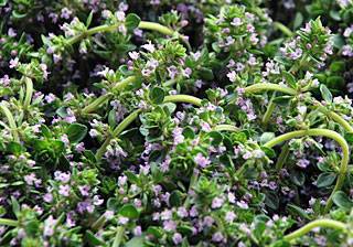 Lemon thyme repels mosquitoes