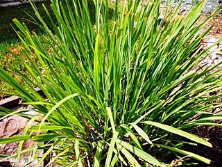 Lemongrass repels insects like mosquitoes