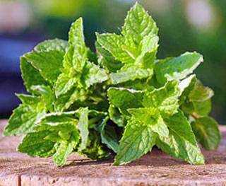 Mint repels mosquitoes