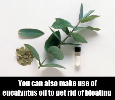 Eucalupus Oil