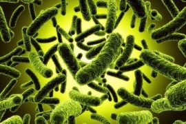 Fight Antibiotic-Resistant Killer Bacteria With Essential Oils