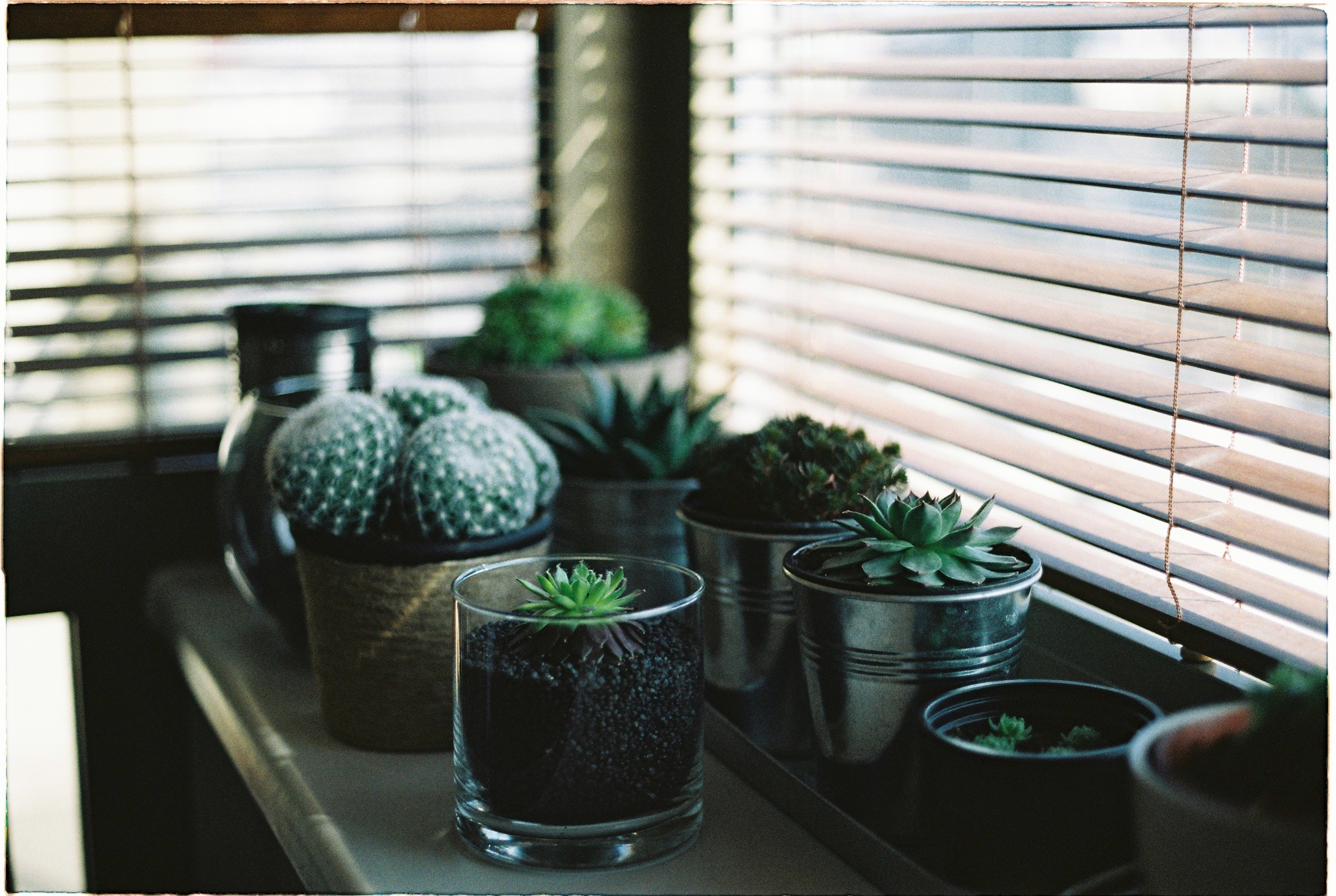 natural plants