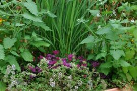 How to Expel Mosquitos with Clever bug-repelling container garden