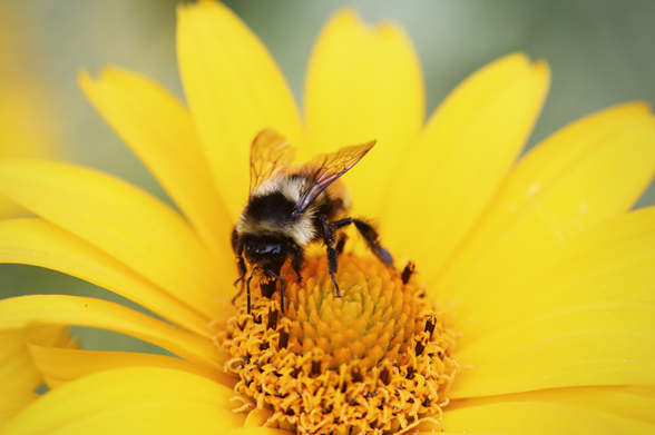 bee