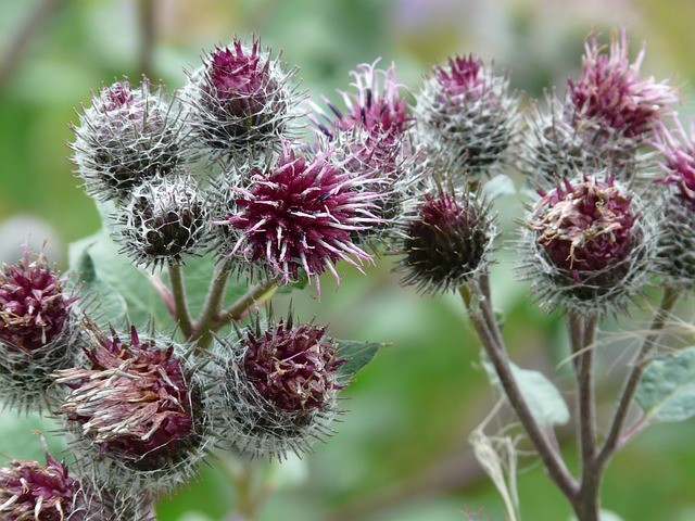 Burdock