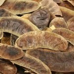 senna pods