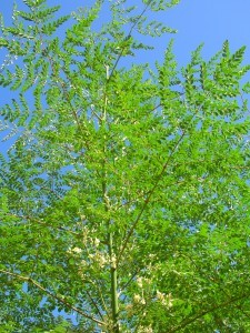 Benefits of Moringa The Miracle Tree